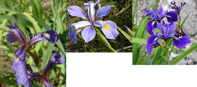 iris